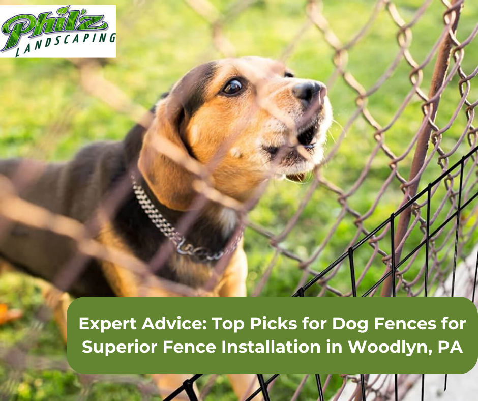 Dog Fences for Superior Fence Installation in Woodlyn, PA